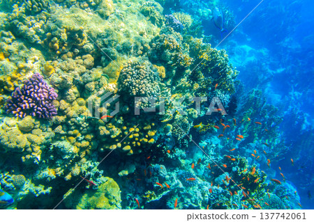 Coral reef in the Red sea in Ras Mohammed national park. Sinai peninsula in Egypt 137742061