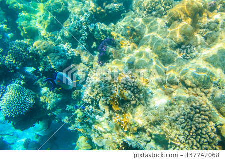 Sohal surgeonfish (Acanthurus sohal) or sohal tang, is a Red Sea endemic. Sohal surgeonfish on coral reef in the Red sea in Ras Mohammed national park. Sinai peninsula in Egypt Sohal surgeonfish (Acanthurus sohal) or sohal tang, is a Red Sea endemic. Sohal surgeonfish on coral reef in the Red sea in Ras Mohammed national park. Sinai peninsula in Egypt 137742068