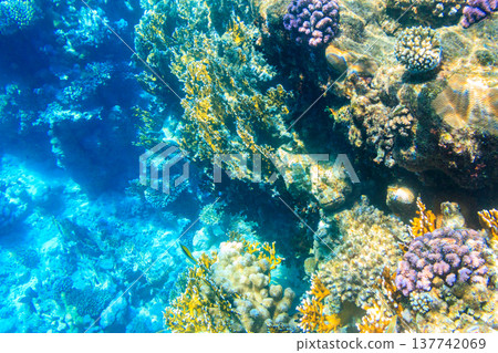 Threadfin butterflyfish (Chaetodon auriga) on coral reef in the Red sea in Ras Mohammed national park, Sinai peninsula in Egypt 137742069