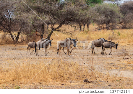 Herd of blue wildebeest (Connochaetes taurinus) in Tarangire National Park, Tanzania 137742114