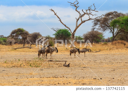 Herd of blue wildebeest (Connochaetes taurinus) in Tarangire National Park, Tanzania Herd of blue wildebeest (Connochaetes taurinus) in Tarangire National Park, Tanzania 137742115