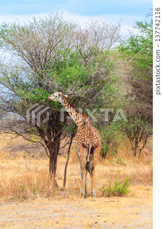 Giraffe in savanna in Tarangire national park in Tanzania. Wild nature of Tanzania, East Africa 137742116