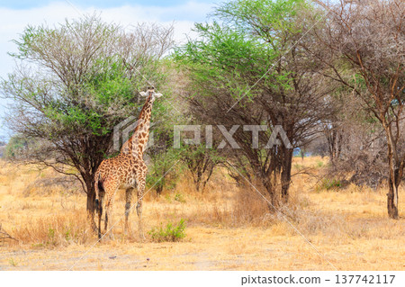 Giraffe in savanna in Tarangire national park in Tanzania. Wild nature of Tanzania, East Africa 137742117