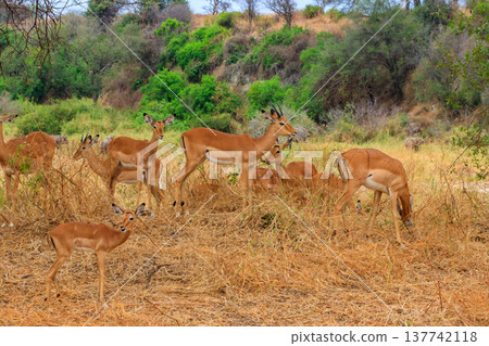 Herd of impalas (Aepyceros melampus) in Tarangire National Park, Tanzania 137742118
