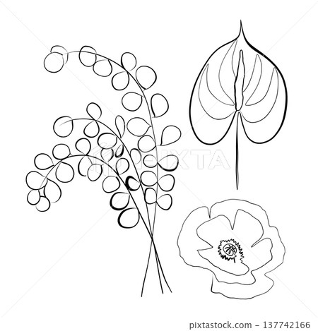 Outline drawing of an abstract poppy flower, eucalyptus, leaf, drawn in one line. 137742166
