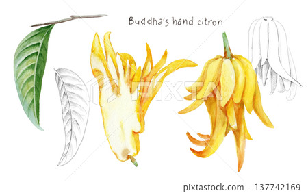 Watercolor painting of Buddha's hand citron fruit, whole and cross-section, leaf from a tree, hand-painted pencil sketch. 137742169