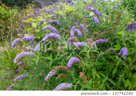 Buddleja davidii flower of a purple ornamental shrub bush. 137742289