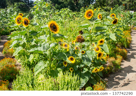 Yellow sunflower flower greenery 137742290
