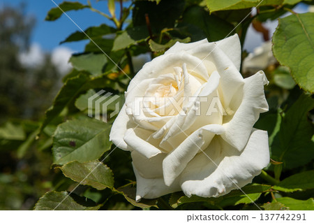 White rose flowers bush in garden. Petal bud 137742291
