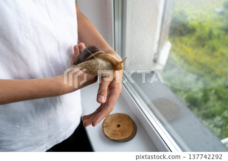Big snail achatina pet. Animal at home 137742292