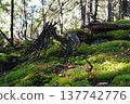 Natural moss podium in forest with sunbeam and old dry tree root. 137742776