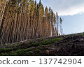 Split frame of towering spruce trees and minimalist ground and sky. 137742904