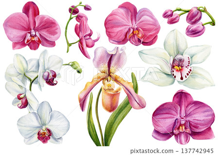 Watercolor orchid clipart set with pink phalaenopsis white cymbidium and lady slipper flowers isolated botanical collection Watercolor orchid clipart set with pink phalaenopsis white cymbidium and lady slipper flowers isolated botanical collection 137742945