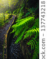 Winding levada hiking trail near water canal, Madeira Island, Portugal 137743218
