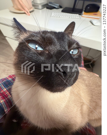Close portrait of a Siamese cat with bright blue eyes at home. Attention, trust, companionship, tenderness, and the expressive charm of a pet sharing quiet domestic moments. Close portrait of a Siamese cat with bright blue eyes at home. Attention, trust, companionship, tenderness, and the expressive charm of a pet sharing quiet domestic moments. 137743227