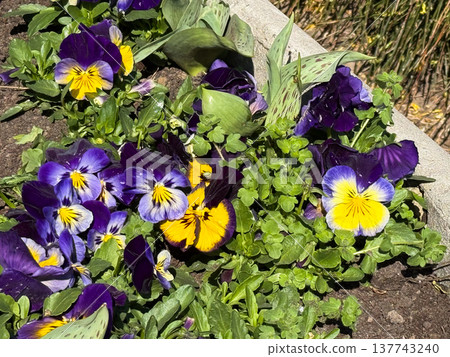 Purple and yellow pansies bloom in a garden bed under sunlight. Spring color, freshness, renewal, ornamental beauty, and the lively texture of seasonal planting in an urban landscape. Purple and yellow pansies bloom in a garden bed under sunlight. Spring color, freshness, renewal, ornamental beauty, and the lively texture of seasonal planting in an urban landscape. 137743240