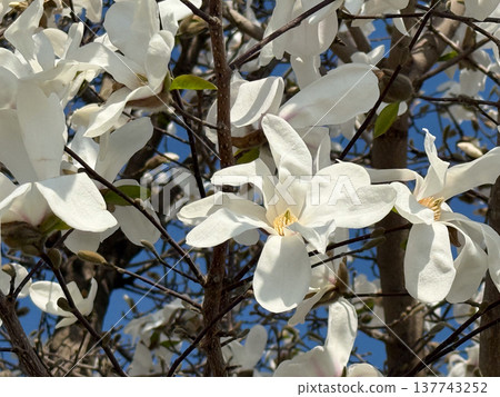 Close view of magnolia blossoms unfolding on branches in sunlight. Purity, renewal, tenderness, seasonal growth, botanical elegance, and the fleeting presence of spring before full leaf and shade. Close view of magnolia blossoms unfolding on branches in sunlight. Purity, renewal, tenderness, seasonal growth, botanical elegance, and the fleeting presence of spring before full leaf and shade. 137743252