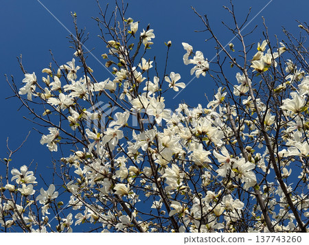 White magnolia flowers opening beneath a vivid blue sky. Grace, renewal, seasonal transformation, elegance, lightness, and the quiet arrival of spring through bloom, air, and sunlight. White magnolia flowers opening beneath a vivid blue sky. Grace, renewal, seasonal transformation, elegance, lightness, and the quiet arrival of spring through bloom, air, and sunlight. 137743260