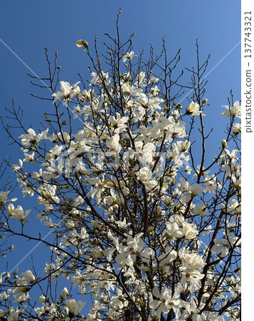 White magnolia flowers opening beneath a vivid blue sky. Grace, renewal, seasonal transformation, elegance, lightness, and the quiet arrival of spring through bloom, air, and sunlight. White magnolia flowers opening beneath a vivid blue sky. Grace, renewal, seasonal transformation, elegance, lightness, and the quiet arrival of spring through bloom, air, and sunlight. 137743321