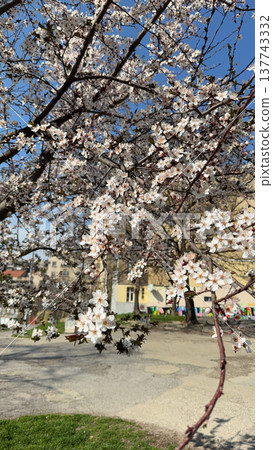 Blooming spring tree in a city park under soft daylight. Urban renewal, seasonal change, neighborhood calm, public nature, everyday leisure, and the contrast between blossom and architecture. Blooming spring tree in a city park under soft daylight. Urban renewal, seasonal change, neighborhood calm, public nature, everyday leisure, and the contrast between blossom and architecture. 137743332