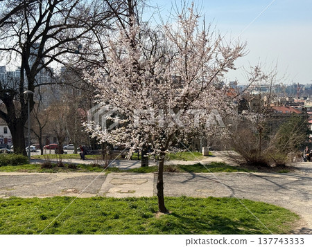 Blooming spring tree in a city park under soft daylight. Urban renewal, seasonal change, neighborhood calm, public nature, everyday leisure, and the contrast between blossom and architecture. Blooming spring tree in a city park under soft daylight. Urban renewal, seasonal change, neighborhood calm, public nature, everyday leisure, and the contrast between blossom and architecture. 137743333