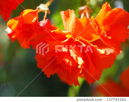 Vibrant orange tuberous begonias blooming in the sunlight. Vibrant orange tuberous begonias blooming in the sunlight. 137743383