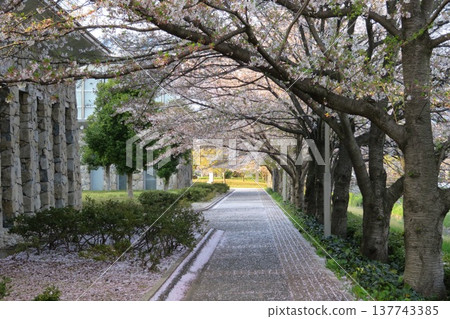 A park path where cherry blossom petals are falling 137743385