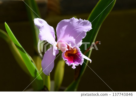 Cattleya persivaliana Cattleya persivaliana 137743846