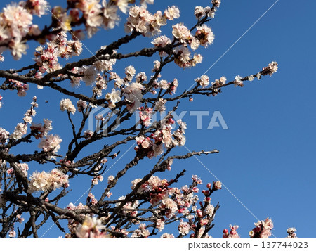 Apricot branches covered with blossoms rise into a clear blue sky. Spring awakening, pollination, renewal, and the delicate vitality of flowering trees filled with light, air, and motion. Apricot branches covered with blossoms rise into a clear blue sky. Spring awakening, pollination, renewal, and the delicate vitality of flowering trees filled with light, air, and motion. 137744023