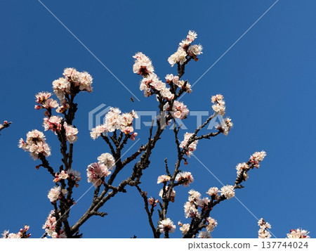 Apricot blossoms with bees hover above dark branches under a deep blue sky. Pollination, spring awakening, biodiversity, fragile bloom, and the living energy of nature in sunlight. Apricot blossoms with bees hover above dark branches under a deep blue sky. Pollination, spring awakening, biodiversity, fragile bloom, and the living energy of nature in sunlight. 137744024