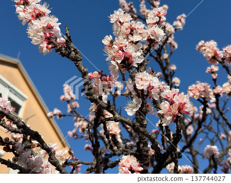 Apricot blossoms with bees hover above dark branches under a deep blue sky. Pollination, spring awakening, biodiversity, fragile bloom, and the living energy of nature in sunlight. Apricot blossoms with bees hover above dark branches under a deep blue sky. Pollination, spring awakening, biodiversity, fragile bloom, and the living energy of nature in sunlight. 137744027