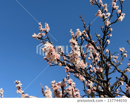 Spring blossom branches against a deep blue sky. Renewal, fragility, seasonal awakening, nature beauty, growth, serenity, and the fleeting rhythm of bloom and sunlight. Spring blossom branches against a deep blue sky. Renewal, fragility, seasonal awakening, nature beauty, growth, serenity, and the fleeting rhythm of bloom and sunlight. 137744030