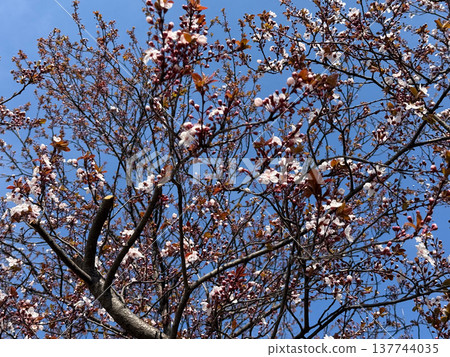 Spring blossom canopy with pale flowers and burgundy leaves in soft daylight. Renewal, pollination, seasonal abundance, botanical texture, and the delicate rhythm of flowering branches alive with air 137744035
