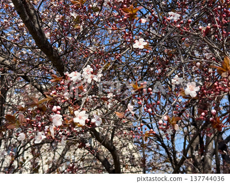 Spring cherry blossoms and crimson buds spread across tangled branches in daylight. Fragility, awakening, spring transition, natural ornament, and the dense beauty of seasonal flowering overhead. Spring cherry blossoms and crimson buds spread across tangled branches in daylight. Fragility, awakening, spring transition, natural ornament, and the dense beauty of seasonal flowering overhead. 137744036