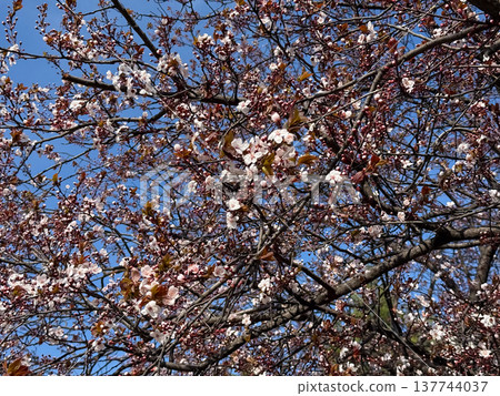 Spring canopy of pale blossoms and burgundy leaves against a clear blue sky. Renewal, abundance, seasonal growth, botanical texture, and the airy rhythm of flowering branches in sunlight. 137744037