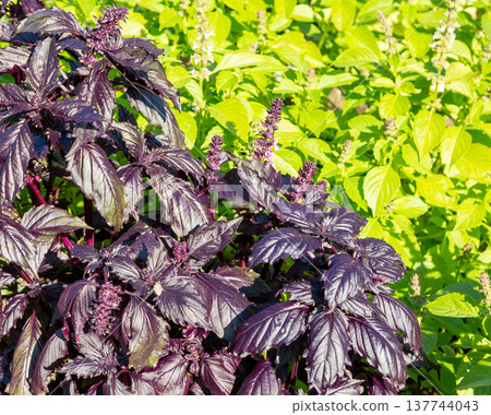 Close-up of basil growing in the garden bed. Close-up of basil growing in the garden bed. 137744043