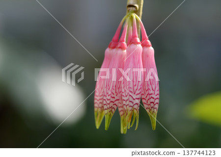 大花百合花 大花百合花 137744123