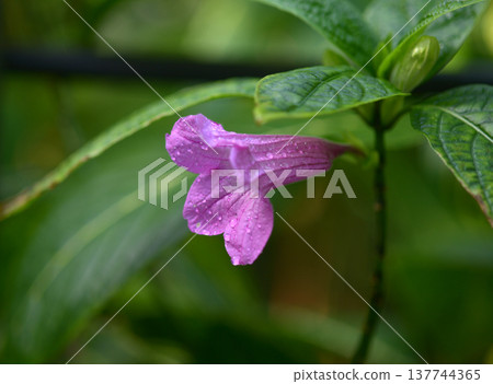 Ruelia Macrantha Ruelia Macrantha 137744365