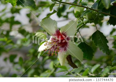 Hibiscus · Insularis Hibiscus · Insularis 137744470
