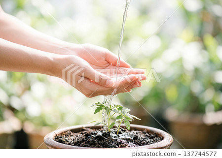 Hands catching water stream on green plant in pot 137744577