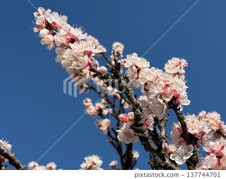 Spring blossom branches against a deep blue sky. Renewal, fragility, seasonal awakening, nature beauty, growth, serenity, and the fleeting rhythm of bloom and sunlight. Spring blossom branches against a deep blue sky. Renewal, fragility, seasonal awakening, nature beauty, growth, serenity, and the fleeting rhythm of bloom and sunlight. 137744701