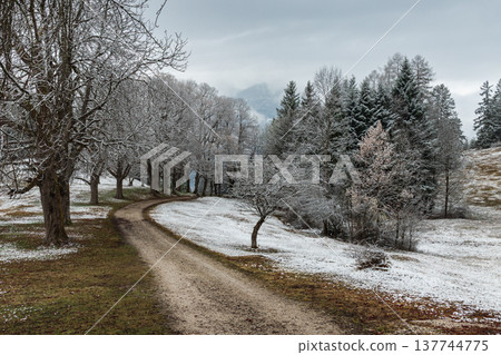 Curving dirt path through frosty trees in quiet winter countryside 137744775