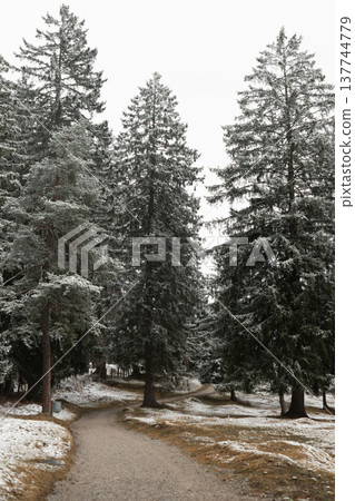 Snowy park path among tall pine trees in a quiet winter landscape Snowy park path among tall pine trees in a quiet winter landscape 137744779