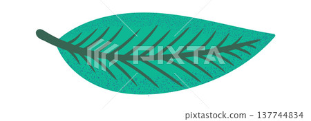 Leaf With Vein Texture 137744834