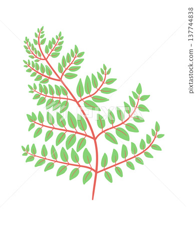 Fern Branch Botanical Drawing Fern Branch Botanical Drawing 137744838