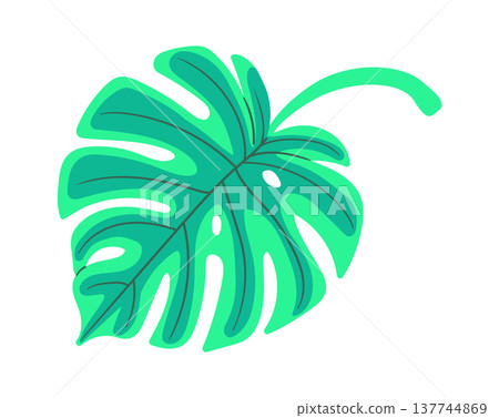 Monstera Leaf With Veins Botanical Monstera Leaf With Veins Botanical 137744869