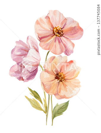 Peach wildflower watercolor clipart with soft pink blooms and green leaves isolated on light background botanical floral branch 137745084