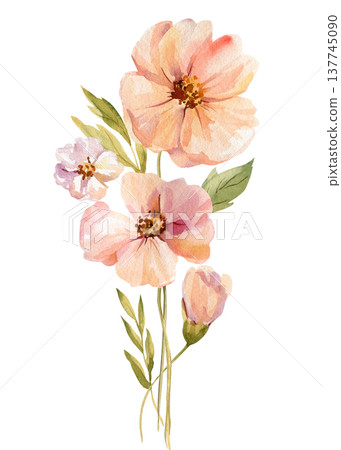 Peach flower watercolor clipart with soft pink blooms and green leaves isolated on light background botanical branch Peach flower watercolor clipart with soft pink blooms and green leaves isolated on light background botanical branch 137745090