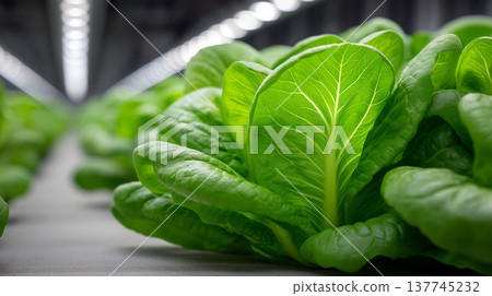 Fresh romaine lettuce growing under artificial lights in a modern indoor vertical farm 137745232