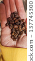 Close-up of Roasted Coffee Beans Held in a Human Palm 137745300